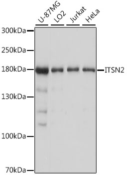 ITSN2 Rabbit Polyclonal Antibo