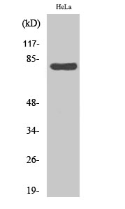 HSP A5 Polyclonal Antibody[410