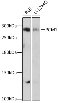 PCM1 Rabbit Polyclonal Antibod
