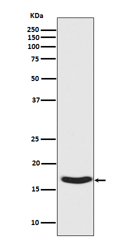 alpha Synuclein (Phospho-Ser12