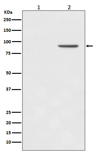 STAT1 (Phospho-Tyr701) Rabbit 