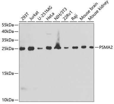 PSMA2 Rabbit Polyclonal Antibo