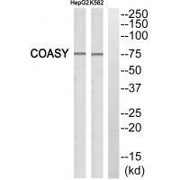 GA45G Antibody[34270]