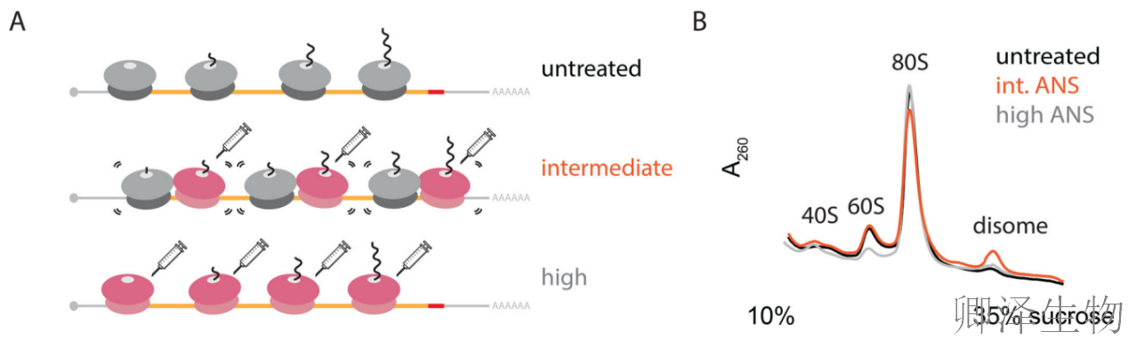 【核糖体碰撞-经典研究】 |细胞中的