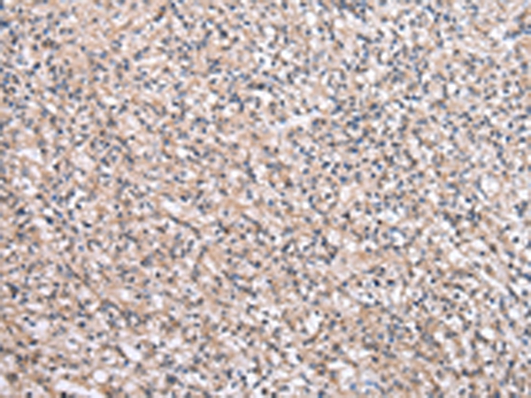 SBDS Antibody[43044]