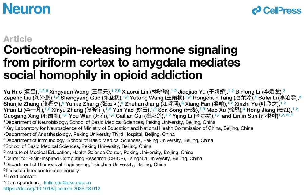 IF=15【客户文章】Neuron：北京大学孙琳琳研究员团队揭示阿丶片药物成瘾群体社交同质行为的神经环路机制