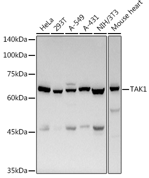 MAP3K7 Rabbit Polyclonal Antib