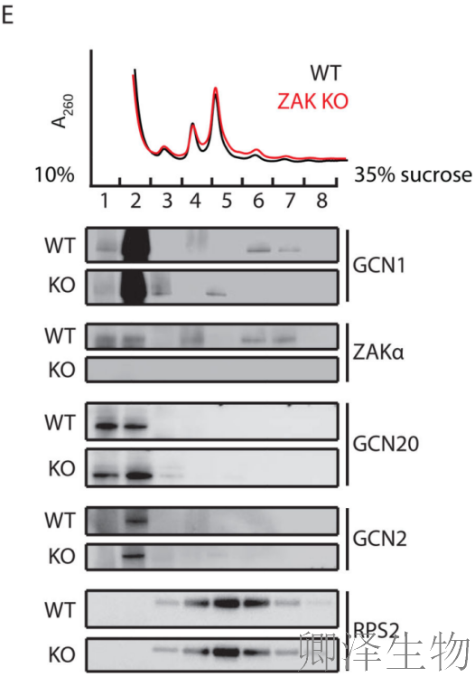 【核糖体碰撞-经典研究】 |细胞中的