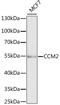 CCM2 Rabbit Polyclonal Antibod