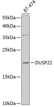 DUSP22 Rabbit Polyclonal Antib