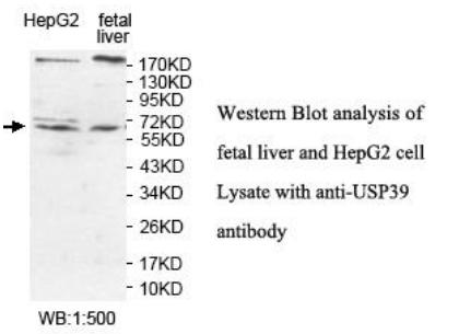 USP39 Antibody[39924]