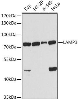 LAMP3 antibody[38484]