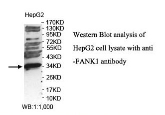 FANK1 Antibody[39853]