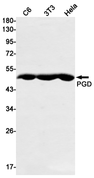 PGD Rabbit mAb[52047]