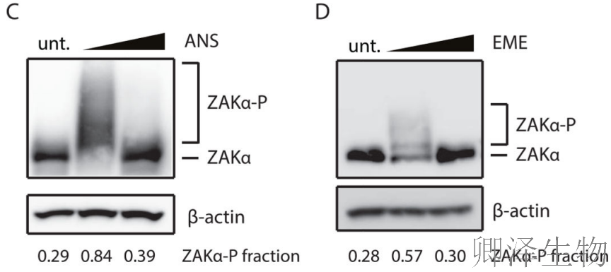 【核糖体碰撞-经典研究】 |细胞中的