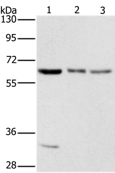 AAAS Antibody[36054]