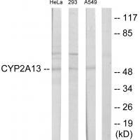 Cytochrome P450 2A13 Antibody[