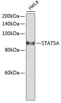 STAT5A Rabbit Polyclonal Antib