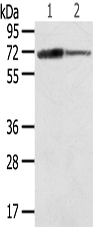 SDHA Antibody[42746]