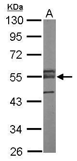 ERG Antibody[35523]