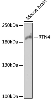 RTN4 Rabbit Polyclonal Antibod