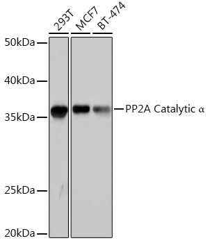 PPP2CA antibody[39115]