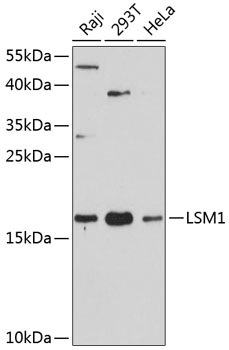 LSM1 Rabbit Polyclonal Antibod
