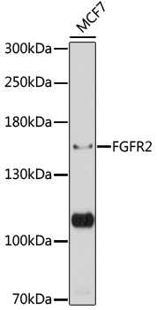 FGFR2 Rabbit Polyclonal Antibo