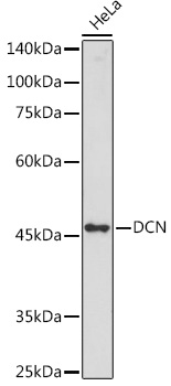 DCN Polyclonal Antibody[29199]