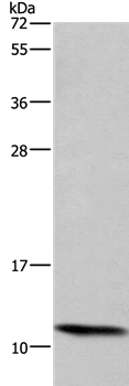 HSPE1 Antibody[37636]