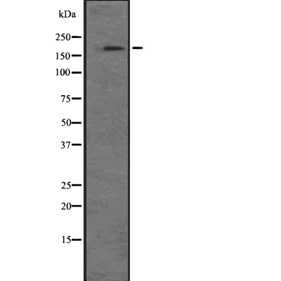 NRK Antibody[44885]