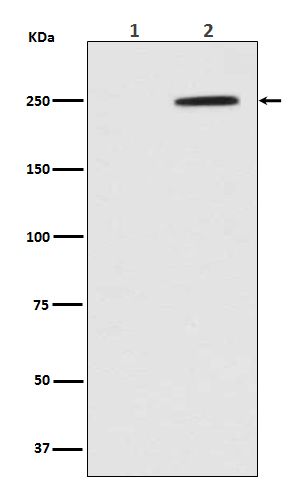GCN2 (Phospho-Thr899) Rabbit m