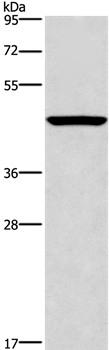 CPA2 Antibody[36364]