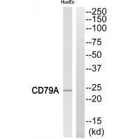 CD79A Antibody[35306]