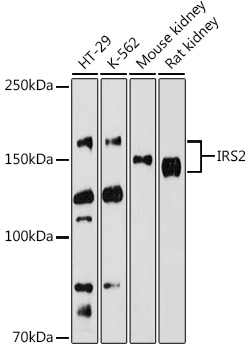 IRS2 Rabbit Polyclonal Antibod