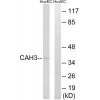 CA3 Antibody[34540]