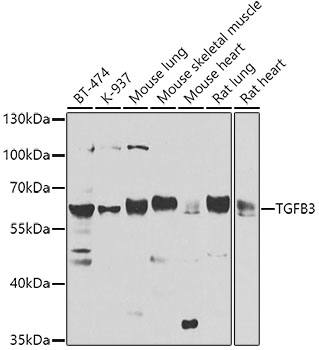 TGFB3 Rabbit Polyclonal Antibo
