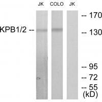 KPB1/2 Antibody[33776]