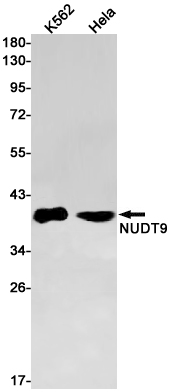 NUDT9 Rabbit mAb[52475]