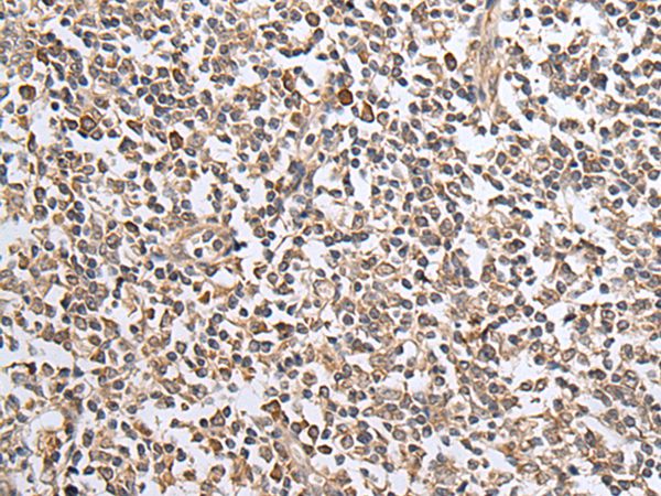 CXCL1 Antibody[43679]