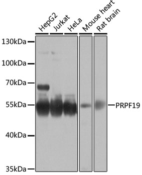 PRPF19 Rabbit Polyclonal Antib