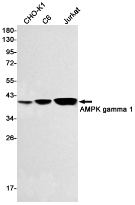 AMPK gamma 1 Rabbit mAb[52141]