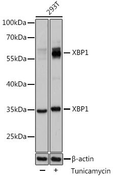 XBP1 Rabbit Polyclonal Antibod