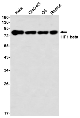 HIF1 beta Rabbit mAb[52771]