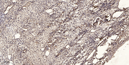 Kir4.1 rabbit pAb[48657]