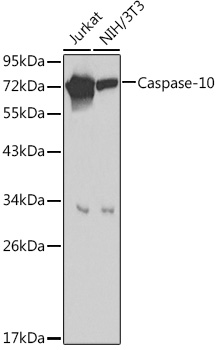 CASP10 antibody[39203]