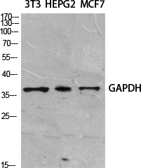 GAPDH Polyclonal Antibody[4154