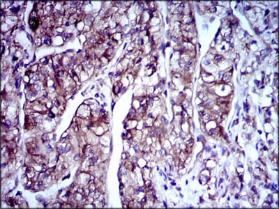 DCX Mouse mAb[63535]