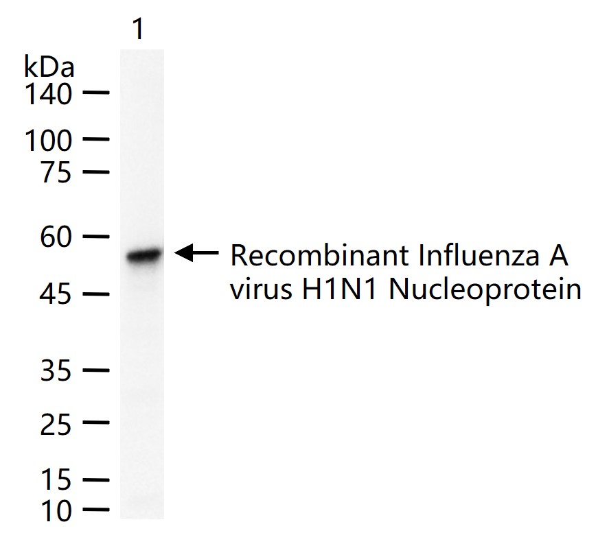 Influenza A Virus Nucleoprotei