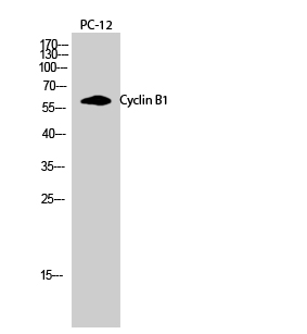 Cyclin B1 Polyclonal Antibody[